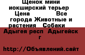 Щенок мини иокширский терьер › Цена ­ 10 000 - Все города Животные и растения » Собаки   . Адыгея респ.,Адыгейск г.